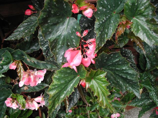 B. ‘Ann Anderson’